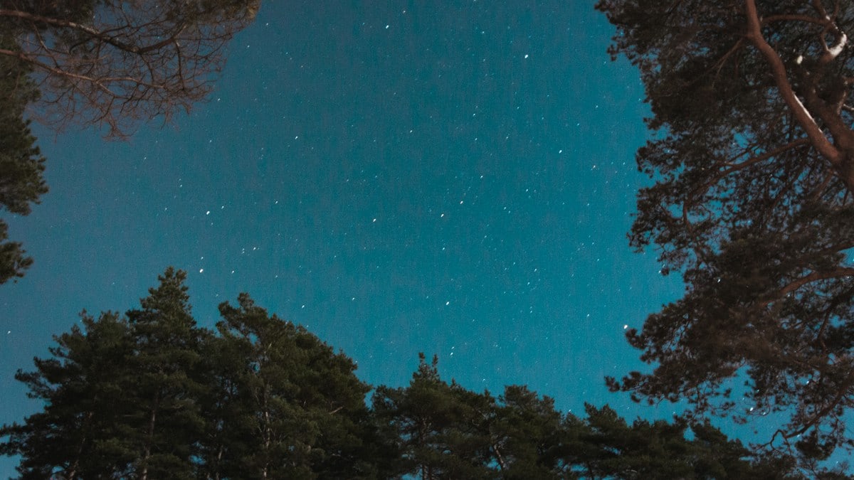 First thing after moving out of the city, I decided to take a walk through the woods and take my camera with me.